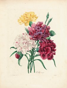 Nelliker, gravert av Langlois, fra 